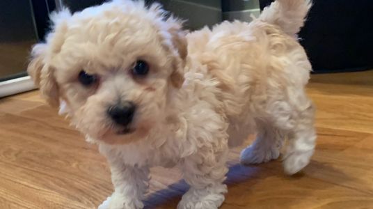 Bichonpoos bichon poodle puppy male R little puppies Kansas Nebraska Missouri ready for Christmas