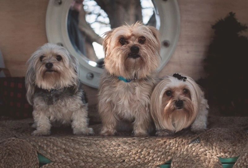 Morkie puppies, yorkie Maltese puppy in Kansas, Oklahoma, Nebraska, Missouri, labradoodles maltipoos