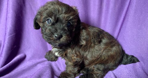 Female yorkiepoo puppy yorkie poodle R Little Puppies Kansas Nebraska Missouri adorable Christmas