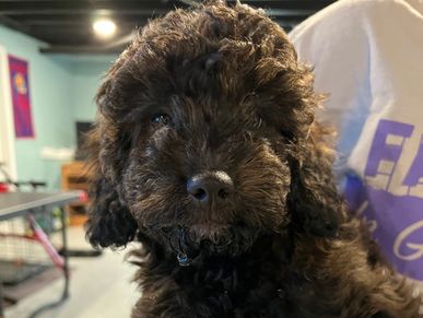 Male bernedoodle puppies doodle puppy Kansas Iowa Nebraska Missouri Illinois Bernese poodle Texas