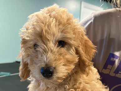 Male bernedoodle puppies doodle puppy Kansas Iowa Nebraska Missouri Illinois Bernese poodle Texas
