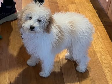 male registered poodle puppies white cream ship Vegas California Florida Georgia Carolina Illinois