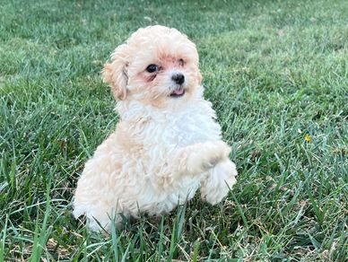 female registered poodle puppy cream red apricot puppies for sale Kansas Colorado Oklahoma Iowa Utah