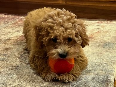 female registered poodle puppy cream red apricot puppies for sale Kansas California Florida Missouri