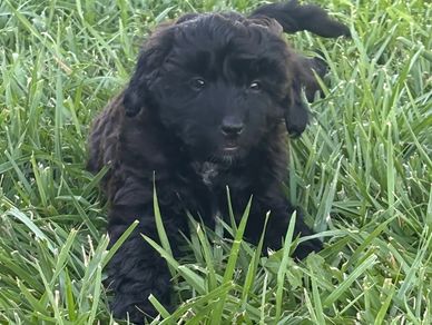 Black female bernedoodle puppy doodles in Kansas puppies for sale Nebraska Colorado Iowa Missouri