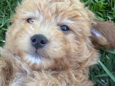 Red apricot male bernedoodle puppy doodles Kansas puppies for sale Nebraska Colorado Iowa Missouri