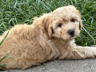 Red apricot male bernedoodle puppy doodles Kansas puppies for sale Nebraska Colorado Iowa Missouri