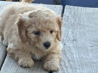 Red apricot male bernedoodle puppy doodles Kansas puppies for sale Nebraska Colorado Iowa Missouri