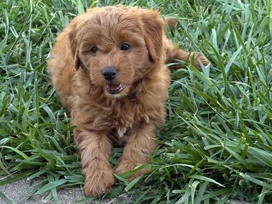 Red apricot male bernedoodle puppy doodles Kansas puppies for sale Nebraska Colorado Iowa Missouri