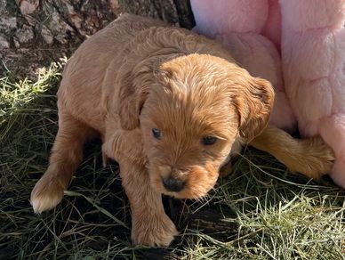 Red female bernedoodle puppy doodles in Kansas puppies for sale Nebraska Colorado Iowa Missouri dogs