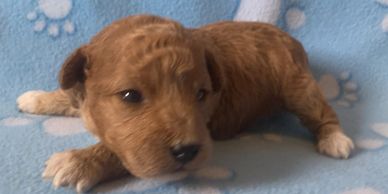 Miniature male poodle puppy in Kansas, Nebraska, Missouri, white, red, apricot, R Little Puppies