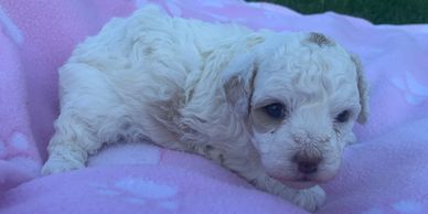 Miniature female poodle puppy in Kansas, Nebraska, Missouri, white, cream, apricot, R Little Puppies