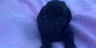 Miniature female poodle puppy in Kansas, Nebraska, Missouri, black, white, R Little Puppies, best