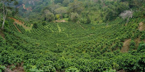 Lush coffee plantation nestled in a green valley.