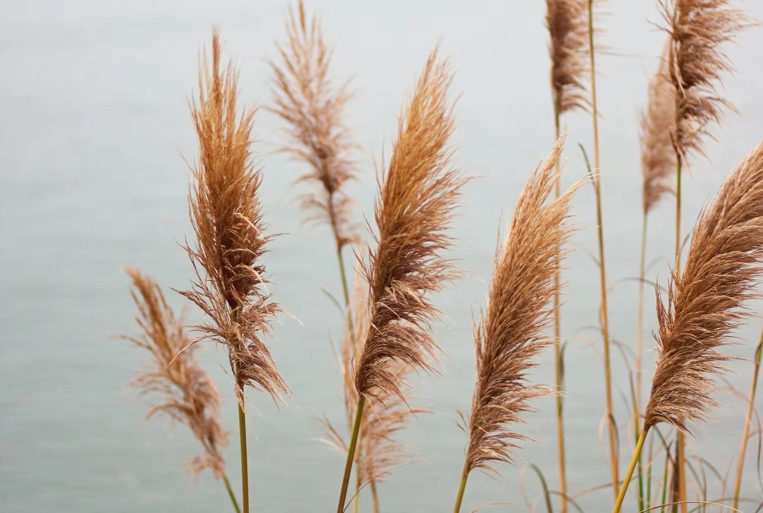 Close-up of brown pampas grass against a muted water background.