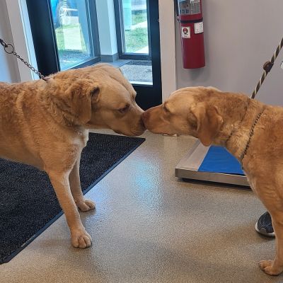 Two dogs touching noses indoors.