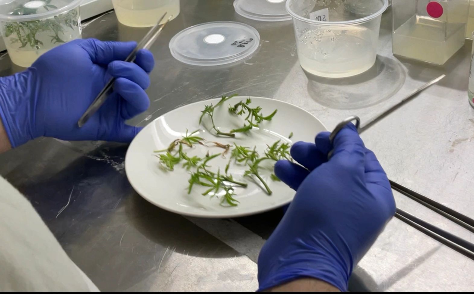Preparing nodal culture samples for multiplication