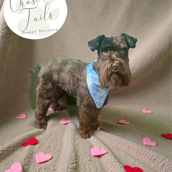 A black dog with a blue bandana on a blanket with heart decorations.