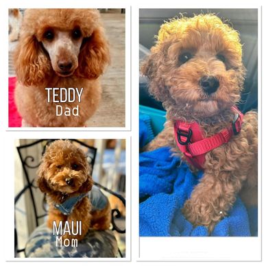 A picture collage of mother, father and Goldendoodle puppy.