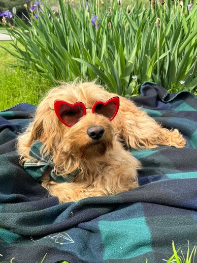 A red Goldendoodle lying on a picnic blanket outside wearing heart-shaped sunglasses.