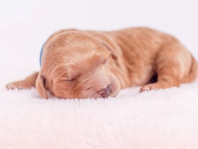 Newborn Goldendoodle puppy laying on a pink fuzzy blanket.