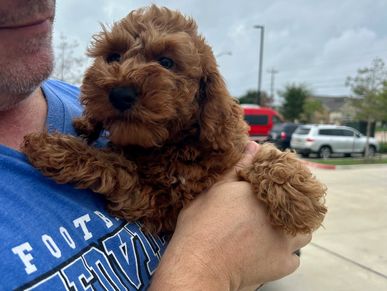 Red goldendoodle puppy in new owners arms.