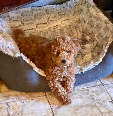 An apricot Goldendoodle puppy lying in his dog bed.