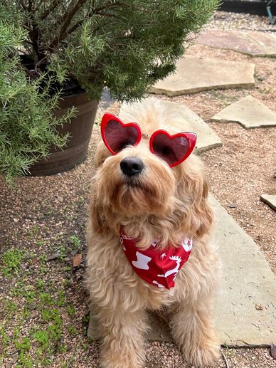 Apricot Mini Goldendoodle sitting on a path wearing red heart-shaped sunglasses.