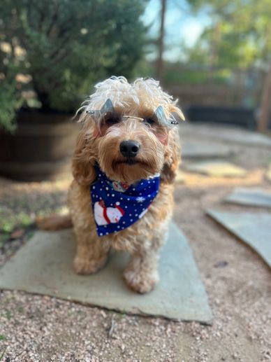 Apricot and blonde Goldendoodle sitting on a path with a blue bandana and star-shaped sunglasses.
