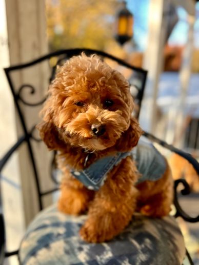 A teacup red Goldendoodle sitting on a stool wearing a jean jacket.