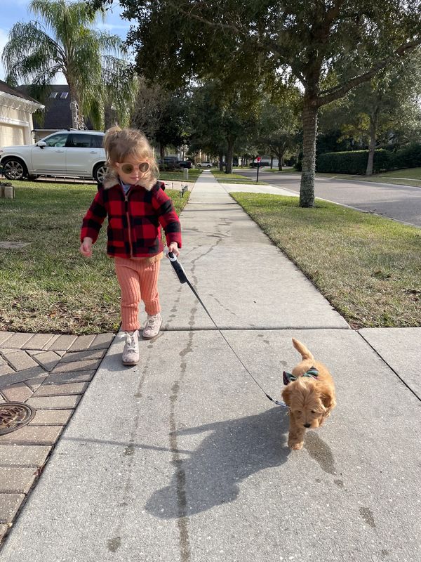 A Little girl walking a Goldendoodle puppy on a leash.