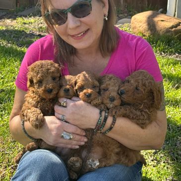 A lady in a pink shirt holding a litter of red Goldendoodle puppies outdoors.