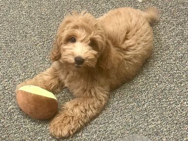 puppy owner pic of past Goldendoodle puppy.