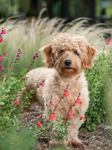 Apricot Mini Goldendoodle standing on a path outdoors in a field of flowers.