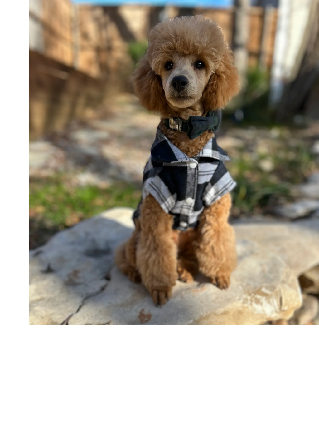 Apricot mini Poodle sitting on a rock wearing a bow tie and plaid shirt.