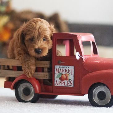 Red Goldendoodle puppy in the bed of a toy old red farm truck.