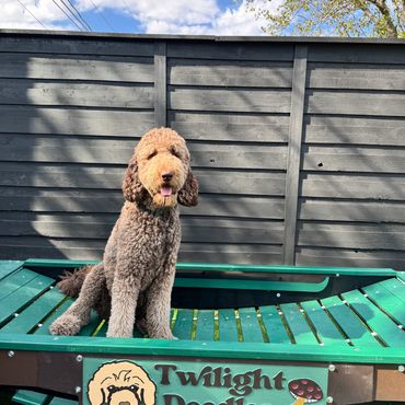 Frisco Texas Goldendoodle breeder puppy portrait