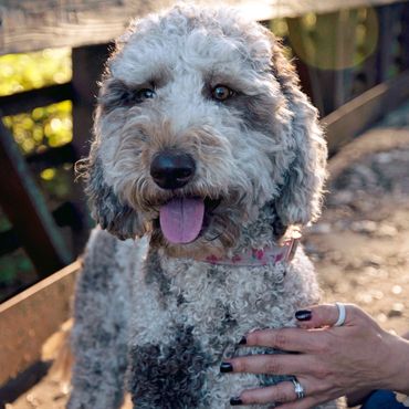 Goldendoodle puppy with child in Tyler TX