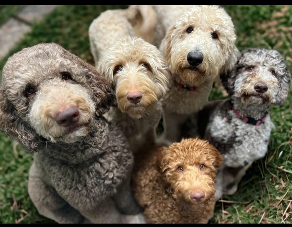 Five Goldendoodles looking directly into the camera all waiting for a treat