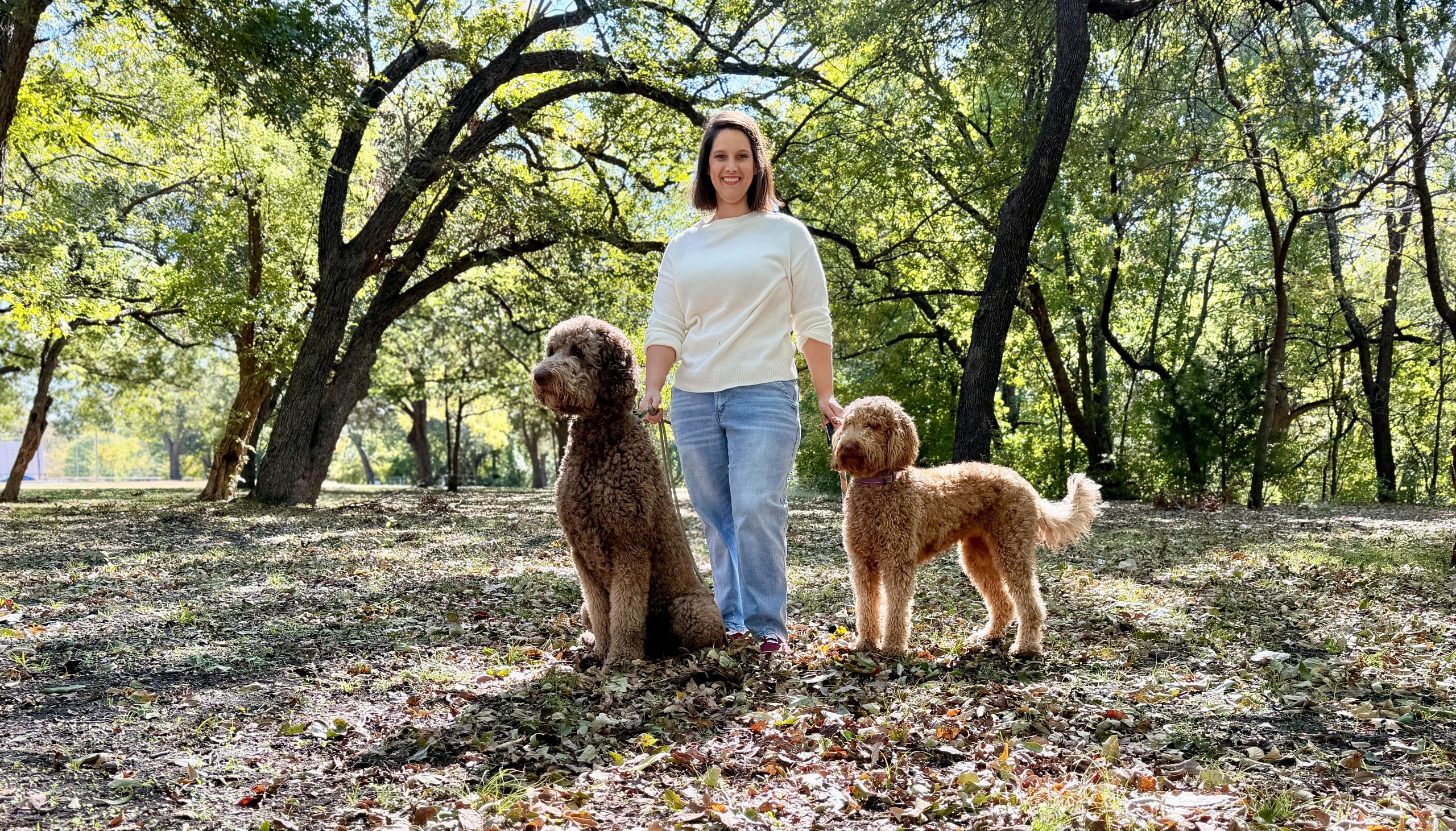 Standard Goldendoodle puppies eating in Dallas TX