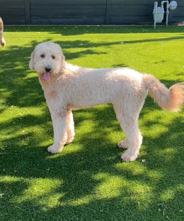 Cream Goldendoodle standing in a very green turfed backyard with a black fence