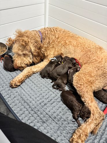 Goldendoodle puppy exploring the world with a curious toddler