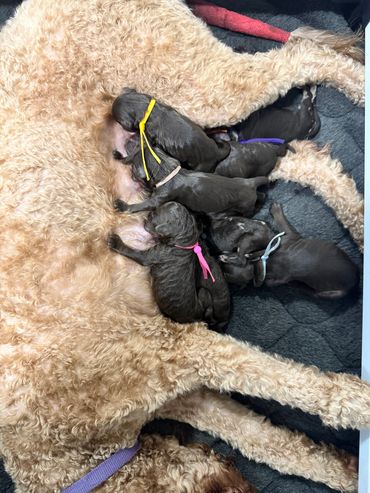 Goldendoodle puppy peeking out from behind a child, adorable curiosity