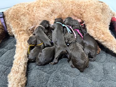 Goldendoodle puppy playing hide and seek with kids, playful spirit