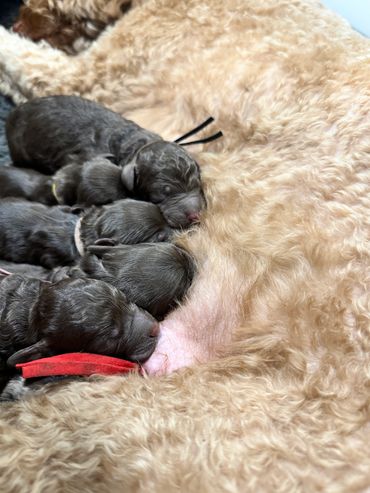 Family celebrating a birthday with their Goldendoodle present