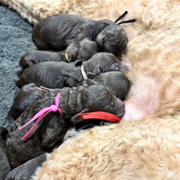 Goldendoodle enjoying a car ride with its family.