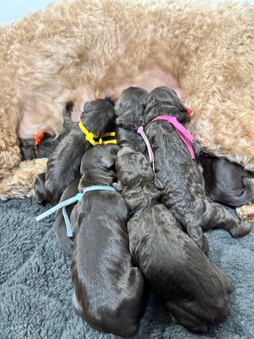 Family teaching their Goldendoodle new tricks, bonding time.