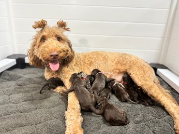 Family portrait with their lovable Goldendoodle, smiles all around