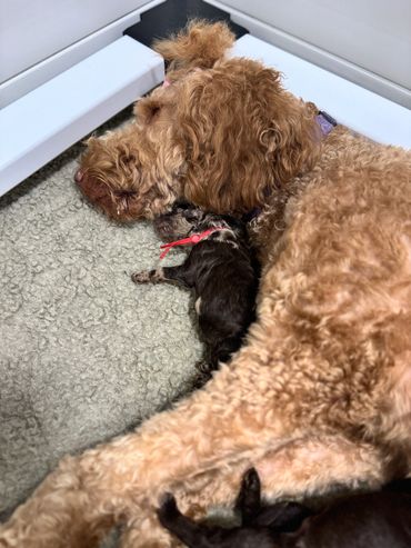 Goldendoodle puppy enjoying a bath, fun grooming time