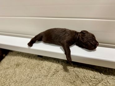Goldendoodle lying peacefully next to a sleeping baby